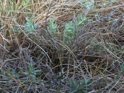 Berba trave Ive Berba trave Ive