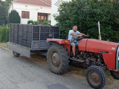 Berba višnje
