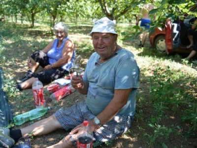 Berba maraške