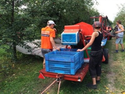 Berba višanja u Sandomierzu