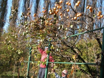 Berba voća kaki u Sinju