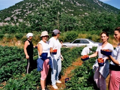 Berba jagoda u Vrgorcu