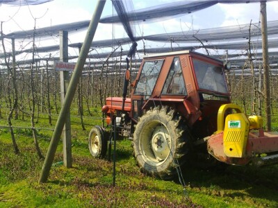 Momir uživa u poslovima u voćnjaku