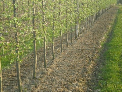 Navodnjavanjem do većih prinosa i kvalitetnijih plodova