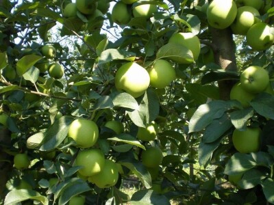 Tržište sve zahtjevnije - traži kvalitetne plodove