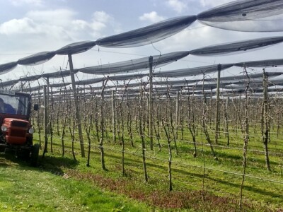 Silom prilika voćar - ali uzoran!