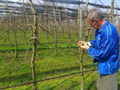 Ima dovoljno cvjetnih pupova