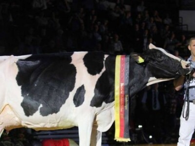 Ponosna šampionka, a još ponosniji gazda