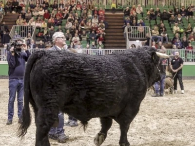 Angus govedo na ocjeni