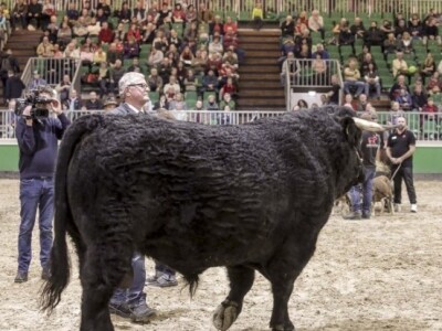 Angus govedo na ocjeni