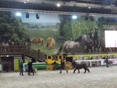 Izložba i ocjena stoke