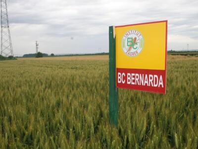 Pšenica BC Bernarda