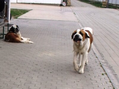 Bernardinci Luna i Beni Bernardinci Luna i Beni