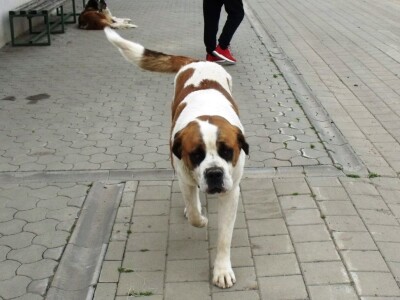Bernardinci Luna i Beni Bernardinci Luna i Beni