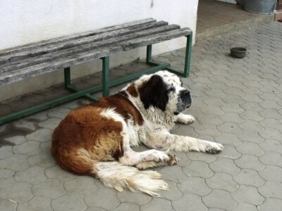 Bernardinci Luna i Beni Bernardinci Luna i Beni