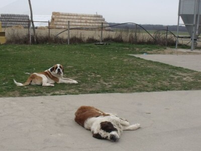 Bernardinci Luna i Beni Bernardinci Luna i Beni