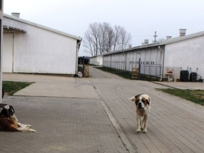 Bernardinci Luna i Beni Bernardinci Luna i Beni