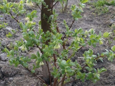 OPG Cetinić Frankos OPG Cetinić Frankos