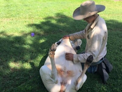 Najviše voli češkanje po trbuhu