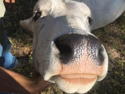 Beryl obožava češkanja