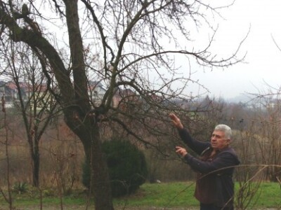 U voćnjaku Vahida Beširevića