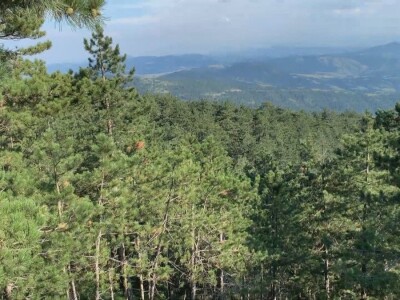 Bespravna seča, bolesti i suša Bespravna seča, bolesti i suša