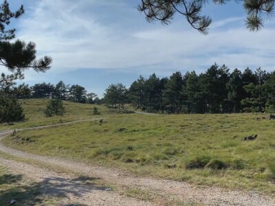 Bespravna seča, bolesti i suša Bespravna seča, bolesti i suša