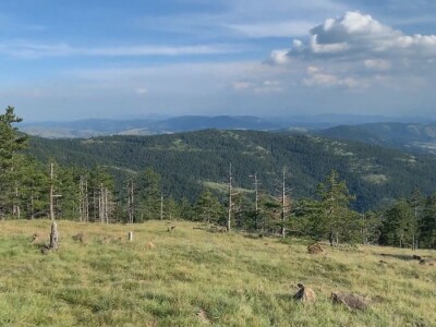 Bespravna seča, bolesti i suša Bespravna seča, bolesti i suša