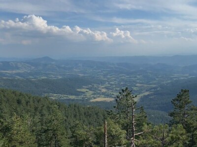 Bespravna seča, bolesti i suša Bespravna seča, bolesti i suša