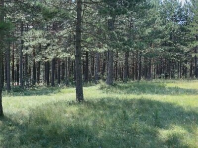 Bespravna seča, bolesti i suša Bespravna seča, bolesti i suša