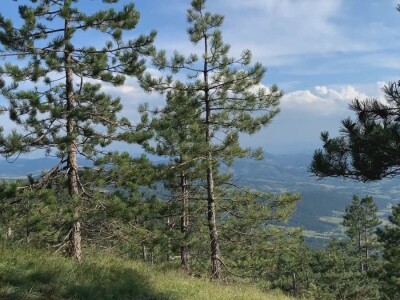 Bespravna seča, bolesti i suša Bespravna seča, bolesti i suša