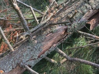 Bespravna seča, bolesti i suša Bespravna seča, bolesti i suša