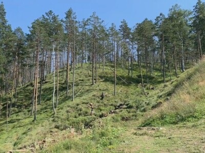 Bespravna seča, bolesti i suša Bespravna seča, bolesti i suša