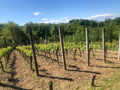 Bez ljubavi ka vinogradarstvu, nema ni dobrog vina