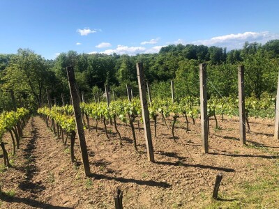 Bez ljubavi ka vinogradarstvu, nema ni dobrog vina