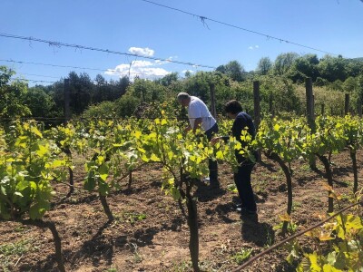 Bez ljubavi ka vinogradarstvu, nema ni dobrog vina