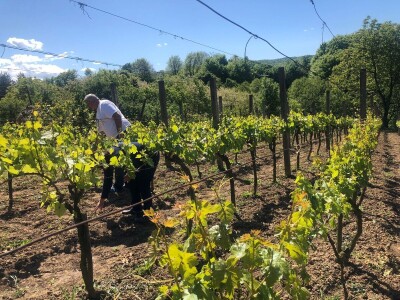 Bez ljubavi ka vinogradarstvu, nema ni dobrog vina
