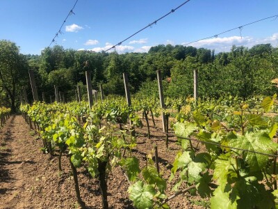 Bez ljubavi ka vinogradarstvu, nema ni dobrog vina