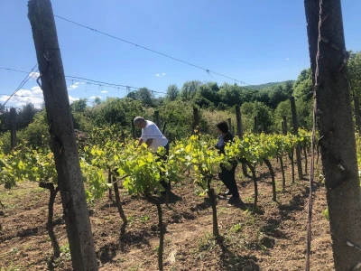 Bez ljubavi ka vinogradarstvu, nema ni dobrog vina
