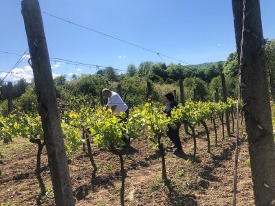 Bez ljubavi ka vinogradarstvu, nema ni dobrog vina