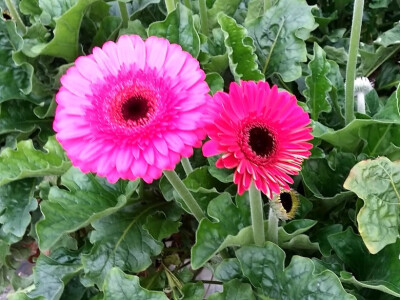 Hidroponski uzgoj kao način očuvanja zdravstvenog stanja gerbera Hidroponski uzgoj kao način očuvanja zdravstvenog stanja gerbera