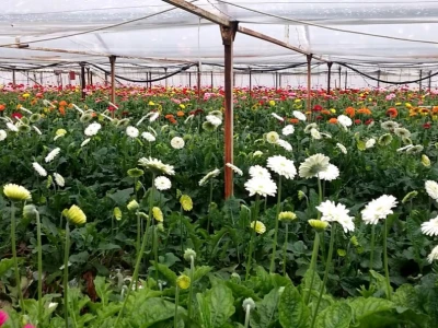 Hidroponski uzgoj kao način očuvanja zdravstvenog stanja gerbera