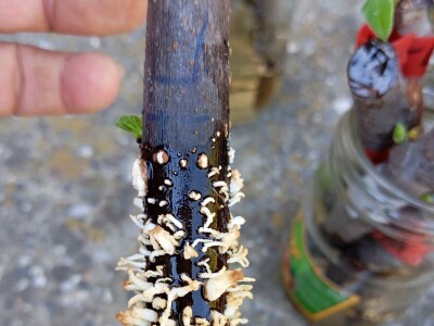 UKORIJENJIVANJE SMOKVE U VODI