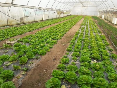 Bez zagrijavanja plastenika nemoguće je proizvesti kvalitetnu rasadu