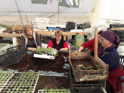 Bez zagrijavanja plastenika nemoguće je proizvesti kvalitetnu rasadu