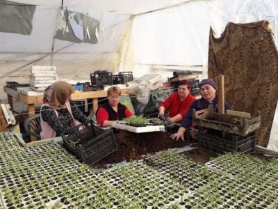 Bez zagrijavanja plastenika nemoguće je proizvesti kvalitetnu rasadu