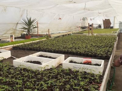 Bez zagrijavanja plastenika nemoguće je proizvesti kvalitetnu rasadu