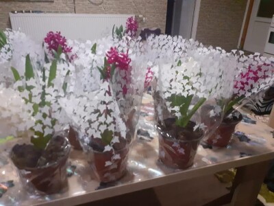 Bez zagrijavanja plastenika nemoguće je proizvesti kvalitetnu rasadu