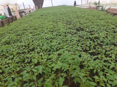 Bez zagrijavanja plastenika nemoguće je proizvesti kvalitetnu rasadu