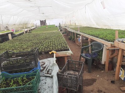 Bez zagrijavanja plastenika nemoguće je proizvesti kvalitetnu rasadu